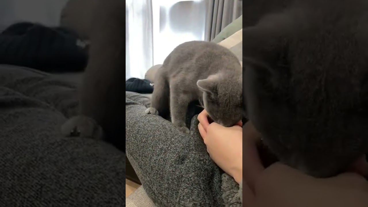 手中のおやつを掘り出そうとするロシアンブルー#shorts