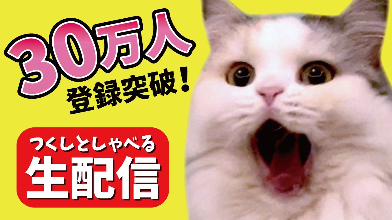 【猫がしゃべる！】登録者30万人突破記念ライブ！！【関西弁でしゃべる猫】