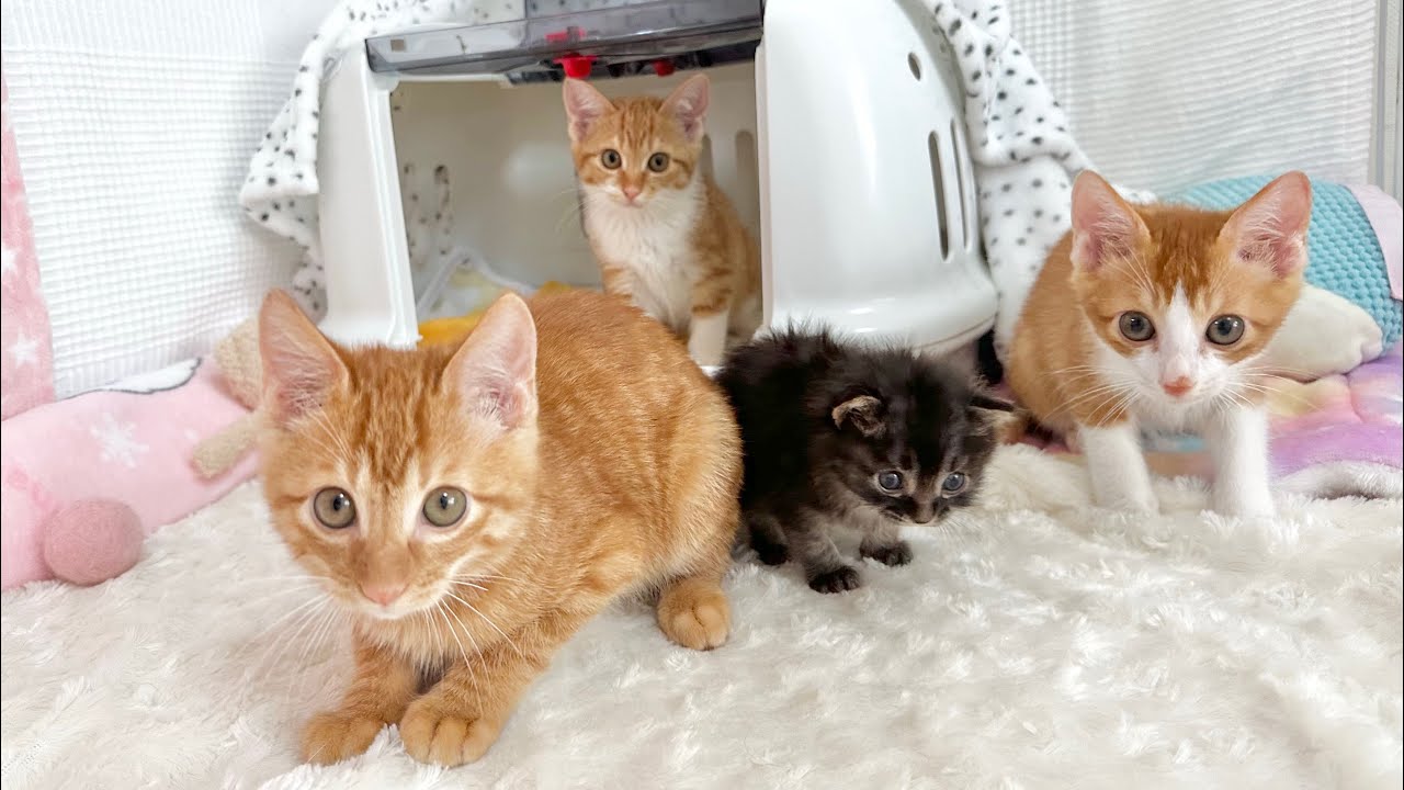 子猫が赤ちゃん猫のお部屋へ訪問したら可愛すぎる空間が誕生した【花晴れ兄妹#6】The kittens went to play in the little kitten’s room.