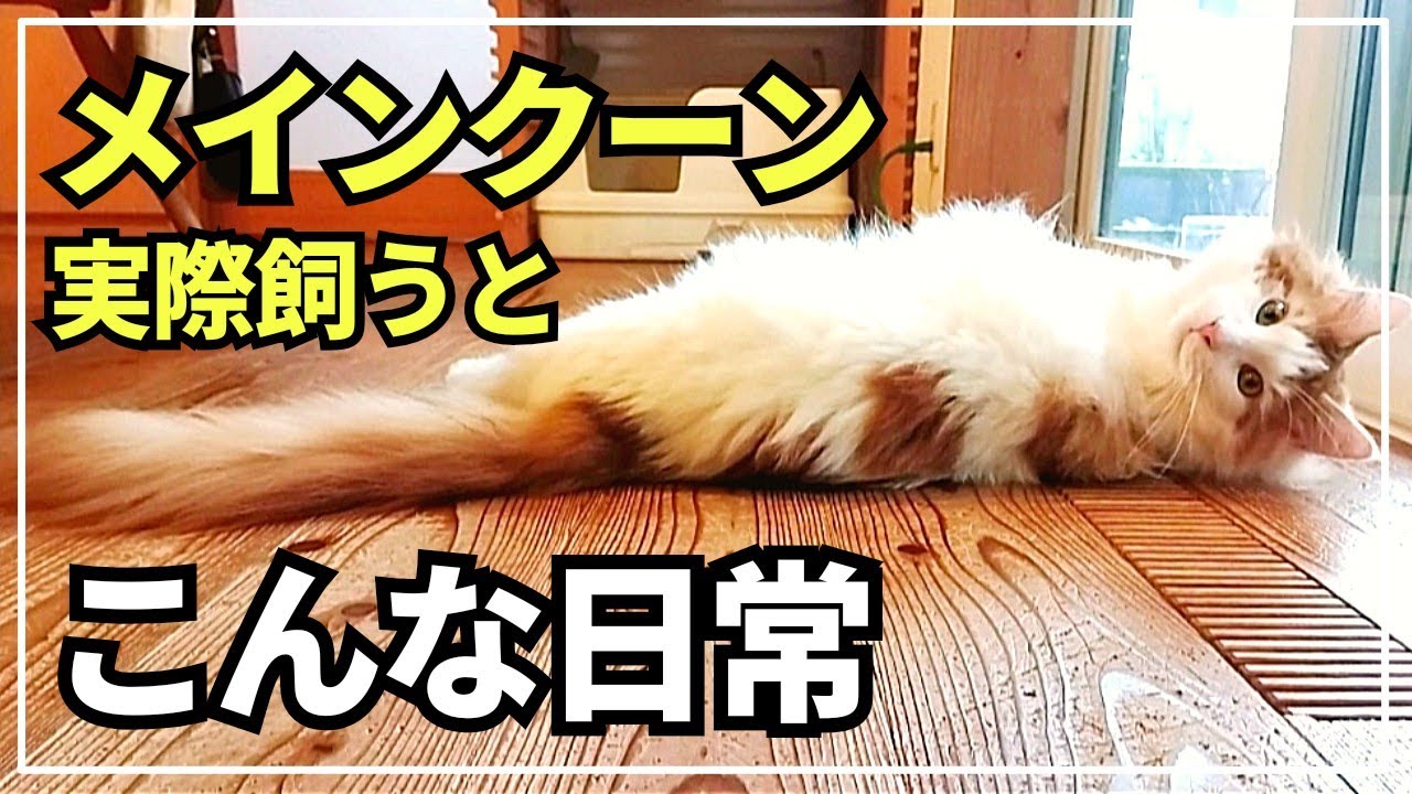 大型猫メインクーンの日常。暑い夏は少し苦手な猫