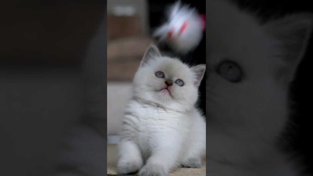 Gatitos cute😻💖 #shorts #gatos #cat #michis #suscribete