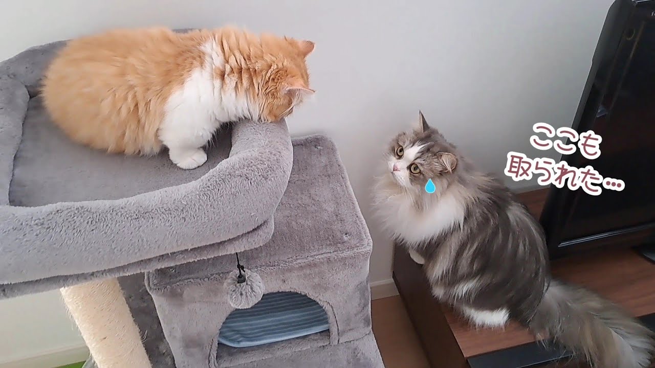 【マンチカン】お気に入りの場所を子猫に次々と取られる兄猫…