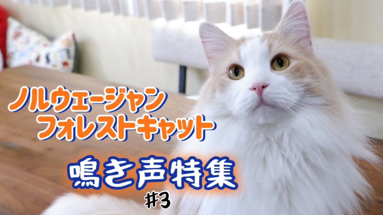 【猫の鳴き声】ノルウェージャンフォレストキャットの可愛い鳴き声特集💖