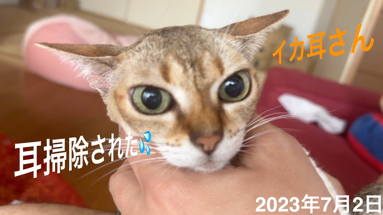 耳掃除がちょっとずつ好きになってきている⁉️かも😳シンガプーラ「もも」：2023.07.02  #耳掃除 #シンガプーラ #猫