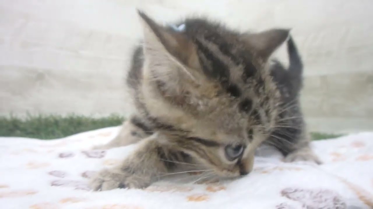 Coo&RIKU　No00635638 アメリカンショートヘアー