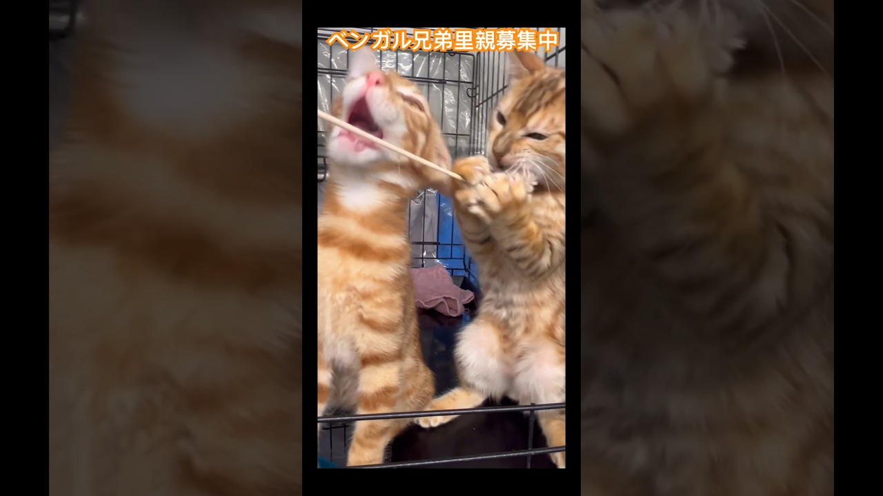 #ベンガル　#里親募集中 #里親募集中子猫アゴはネコ #子猫ちゃん