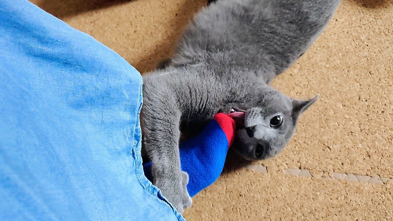 【猫動画】出勤5分前の嫁に絡むロシアンブルー【russianbule】Russian Blue with his wife 5 minutes before going to work