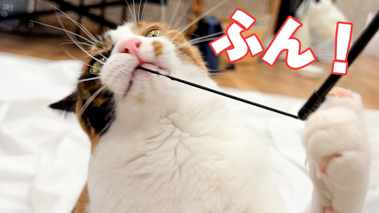 紐をひっぱる猫の顔がマジすぎてちょっと怖い