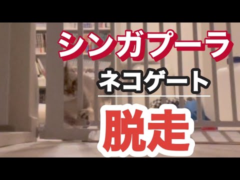 ペットゲートからの脱走　シンガプーラ