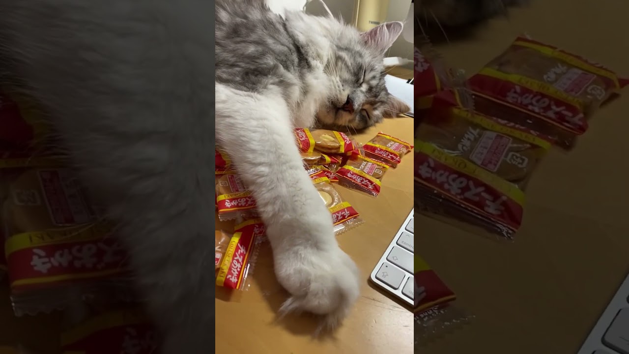 チーズおかきに埋もれて眠る #メインクーンのオス #大型猫 #shorts