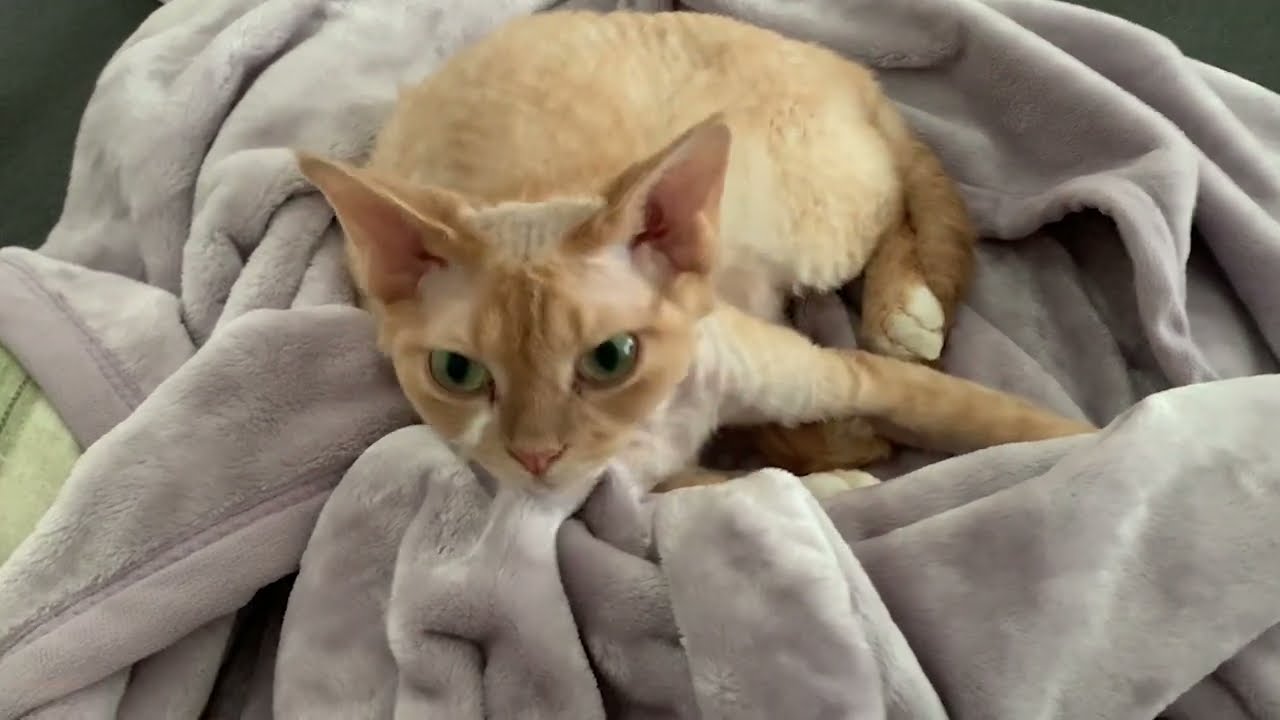 デボンレックス猫の朝のルーチン(Daily life of Devon Rex cat in the morning)