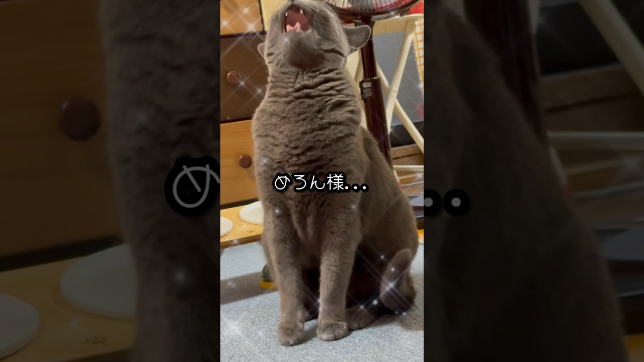 【ロシアンブルー】めろん、おててぶるん...🤭【猫】#shorts
