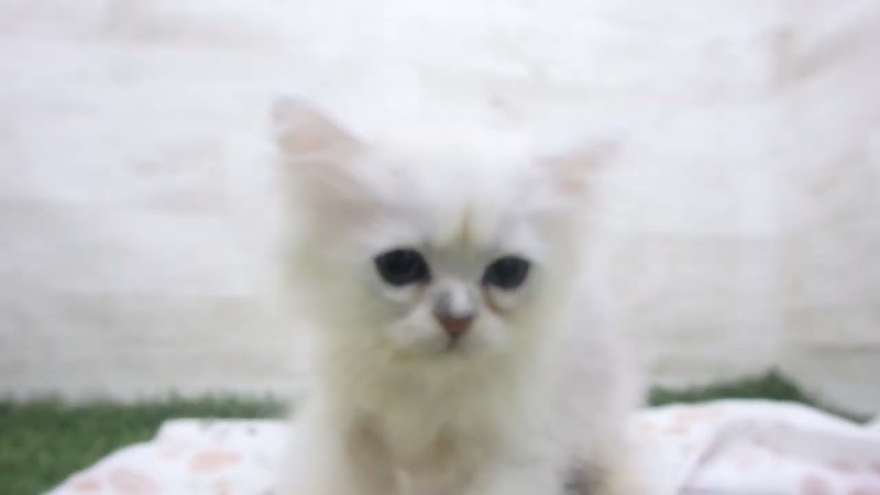 ペットショップcoo&riku No.00640495 ペルシャ