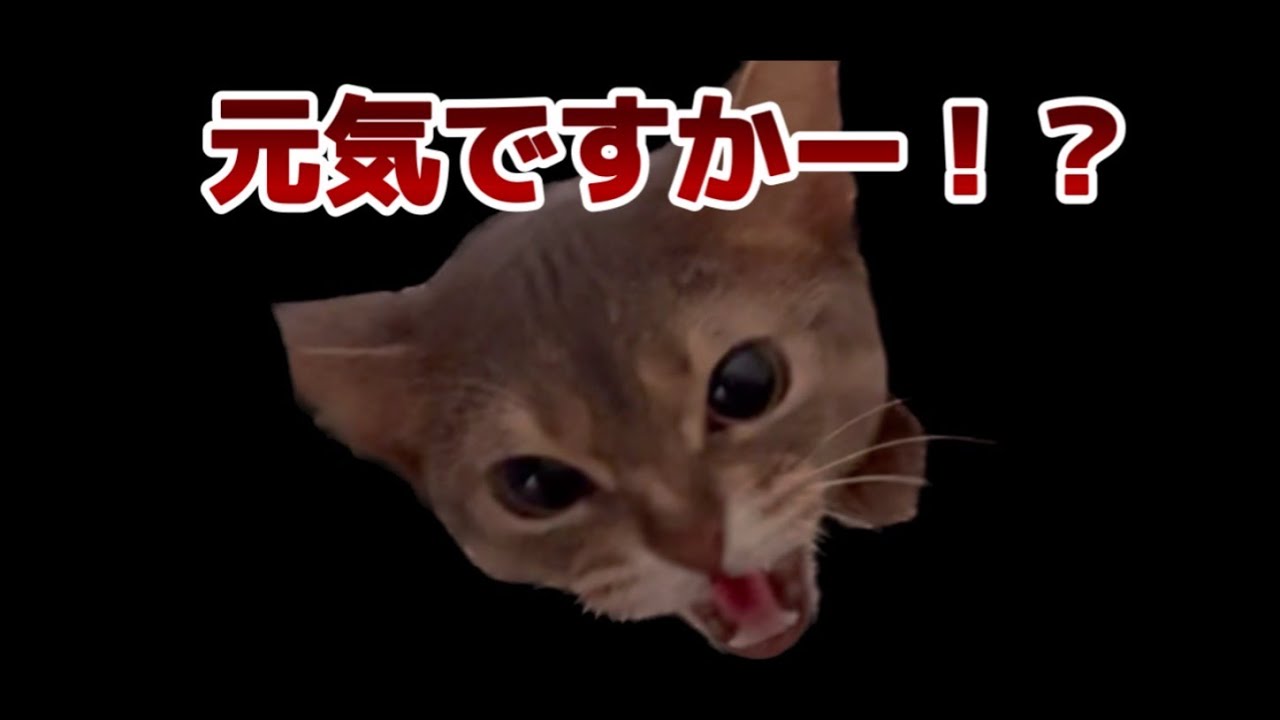 【猫の病気】元気ですかー！？【アビシニアン】