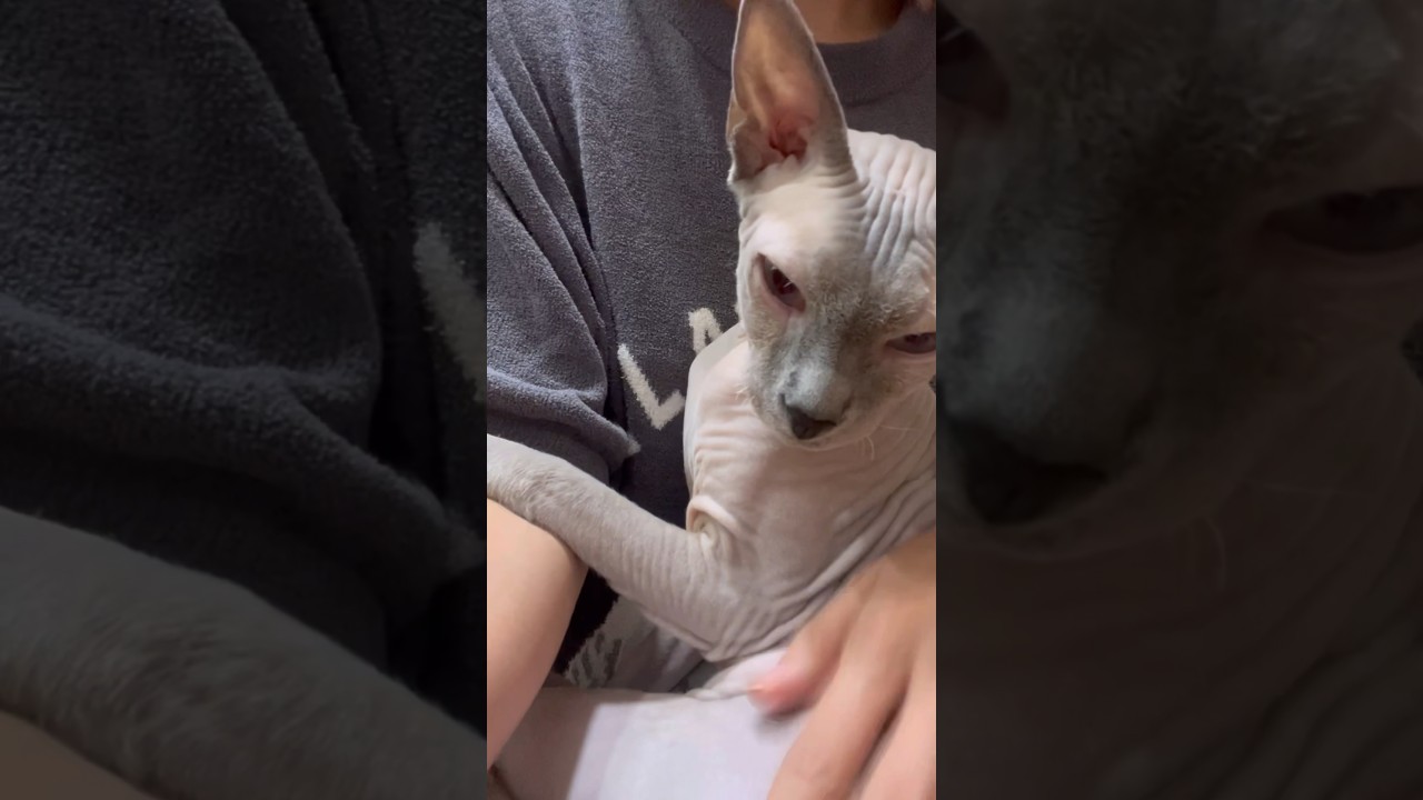 ママのトイレについてきて甘える毛のない猫【スフィンクス猫】