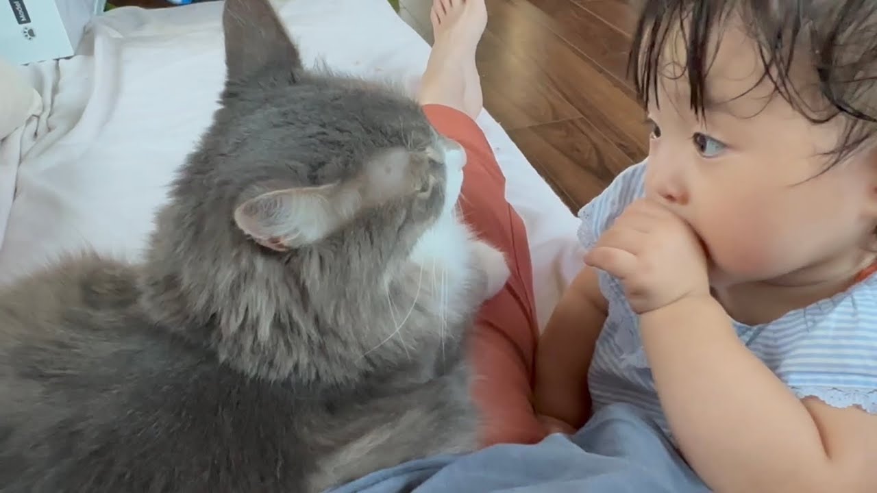 久しぶりの飼い主にそっけない態度の猫　ノルウェージャン ラガマフィンA cat with a curt attitude towards its owner after a long absence.