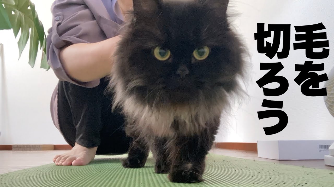 【セルカークレックス】トリミングでふわふわ猫がぼこぼこ猫に・・・。