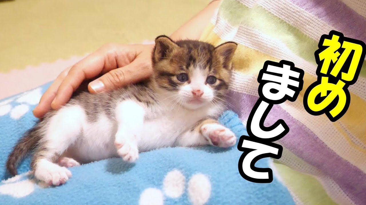 先輩子猫さんに挨拶する新人子猫？【赤ちゃん猫　保護猫】