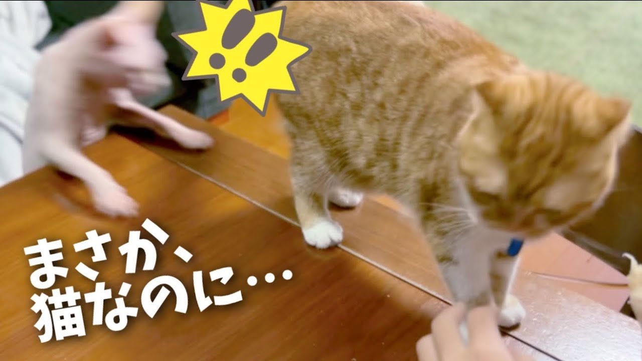 まさかのハプニング！スフィンクス猫がテーブルから落下する一瞬をとらえてしまった…