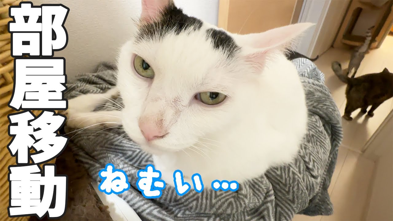 ママが一人で猫４匹の部屋移動をさせるとこうなる！