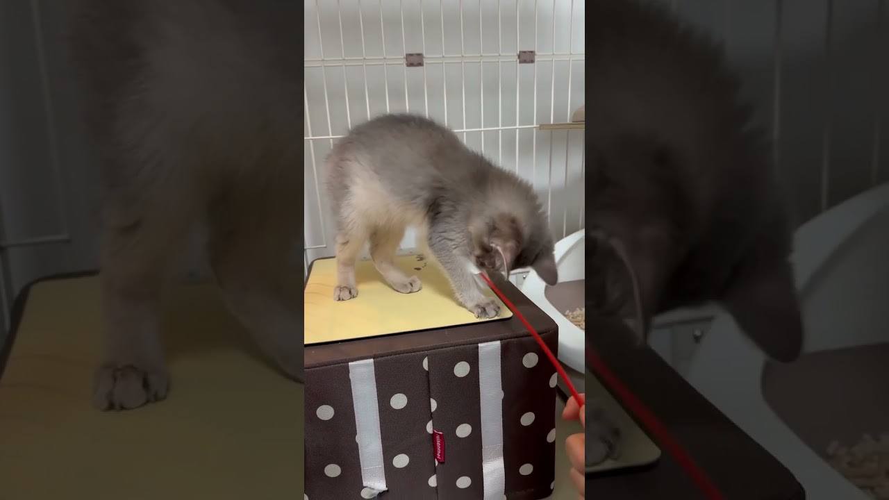 猫じゃらしで遊ぶくうちゃん #shorts #cat #kitten  #猫 #子猫  #ソマリ