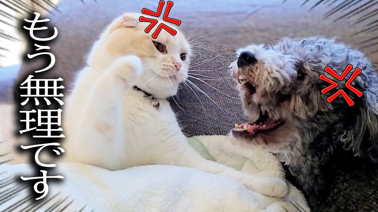 初めて猫と犬が本気で喧嘩したらこうなっちゃいました...