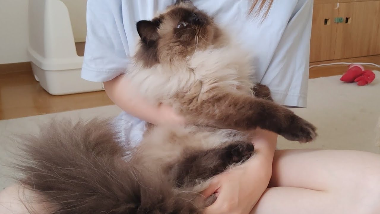 【ヒマラヤン】小さく抵抗するも諦めて大人しく爪切りされる猫