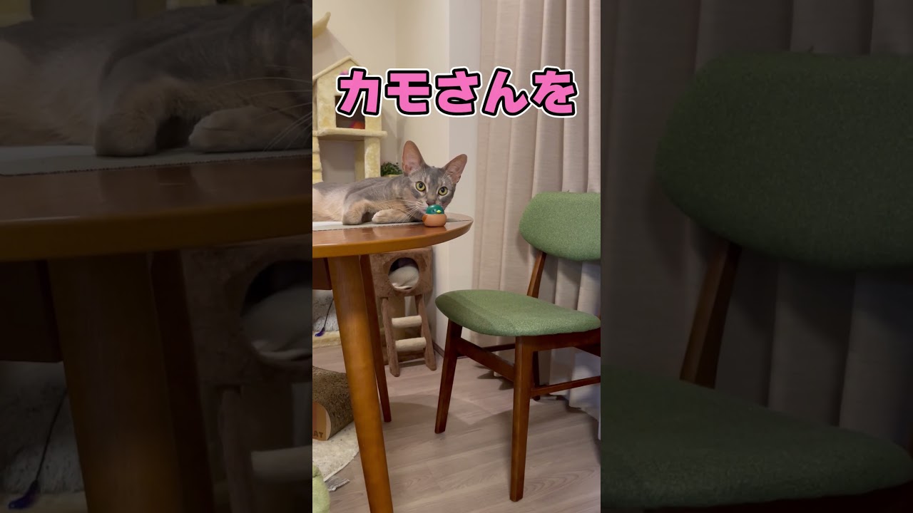 カモを落とす猫🐱 Cat dropping ducks🐱 #shorts