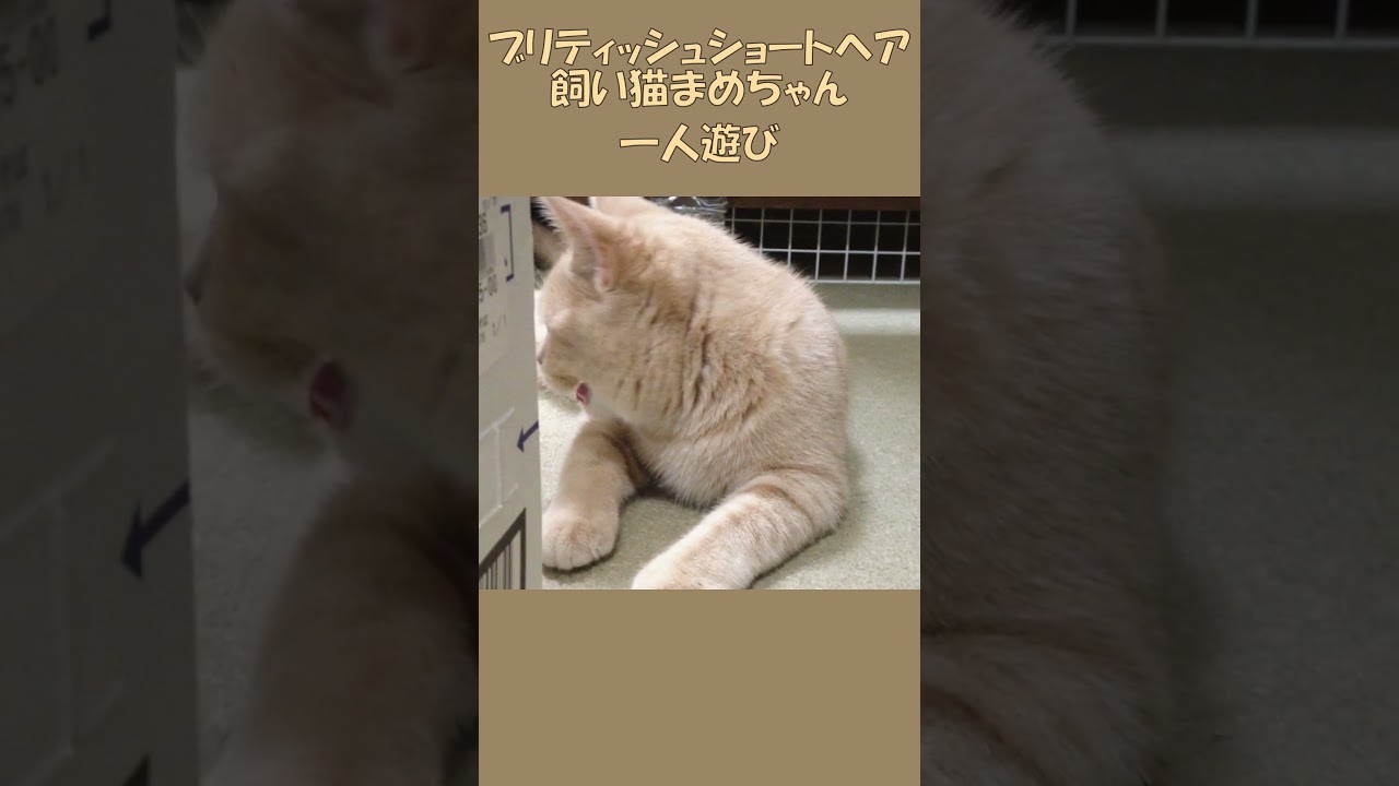 ブリティッシュショートヘア 飼い猫まめちゃん 一人遊び くわえた紐を追いかけてダンボールの周りをぐるぐる走る！ #Shorts