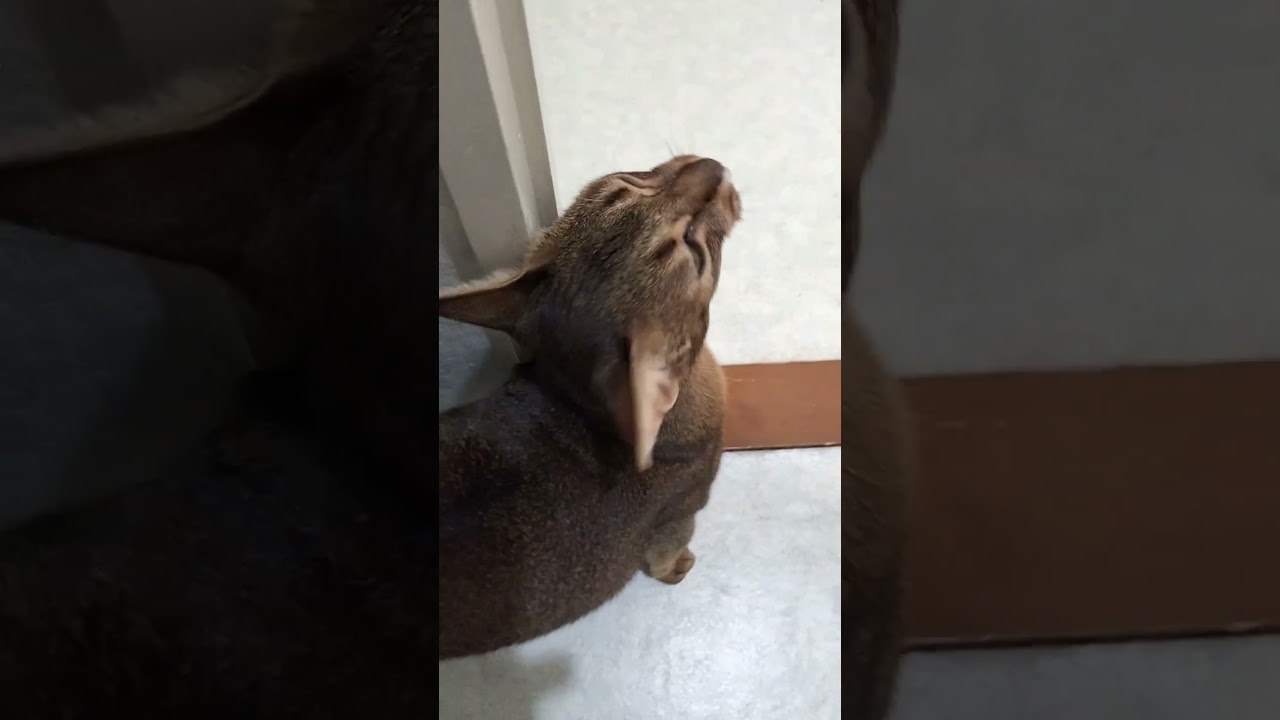 ネコ動画あび＃1721　#shorts　あびの毎日　アビシニアン　あび