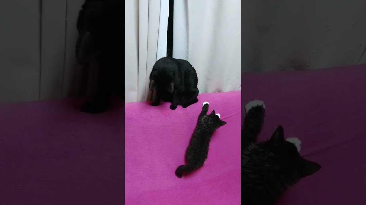 スパイダーニャン参上！#cat  #short #セルカークレックス  #blackcat #黒猫 #猫