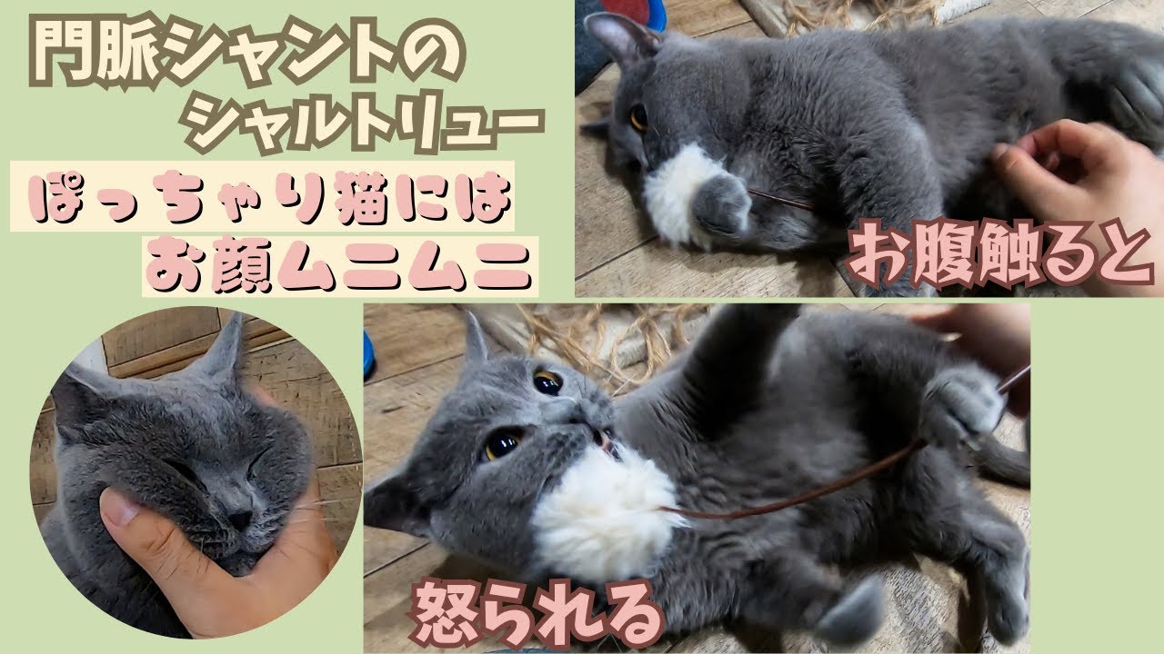 シャルトリューのぽっちゃり猫は門脈シャントでスタッフ猫になって大切に（保護猫カフェ猫の木）十三駅 Portosystemic shunt Chartreux is a plump cat