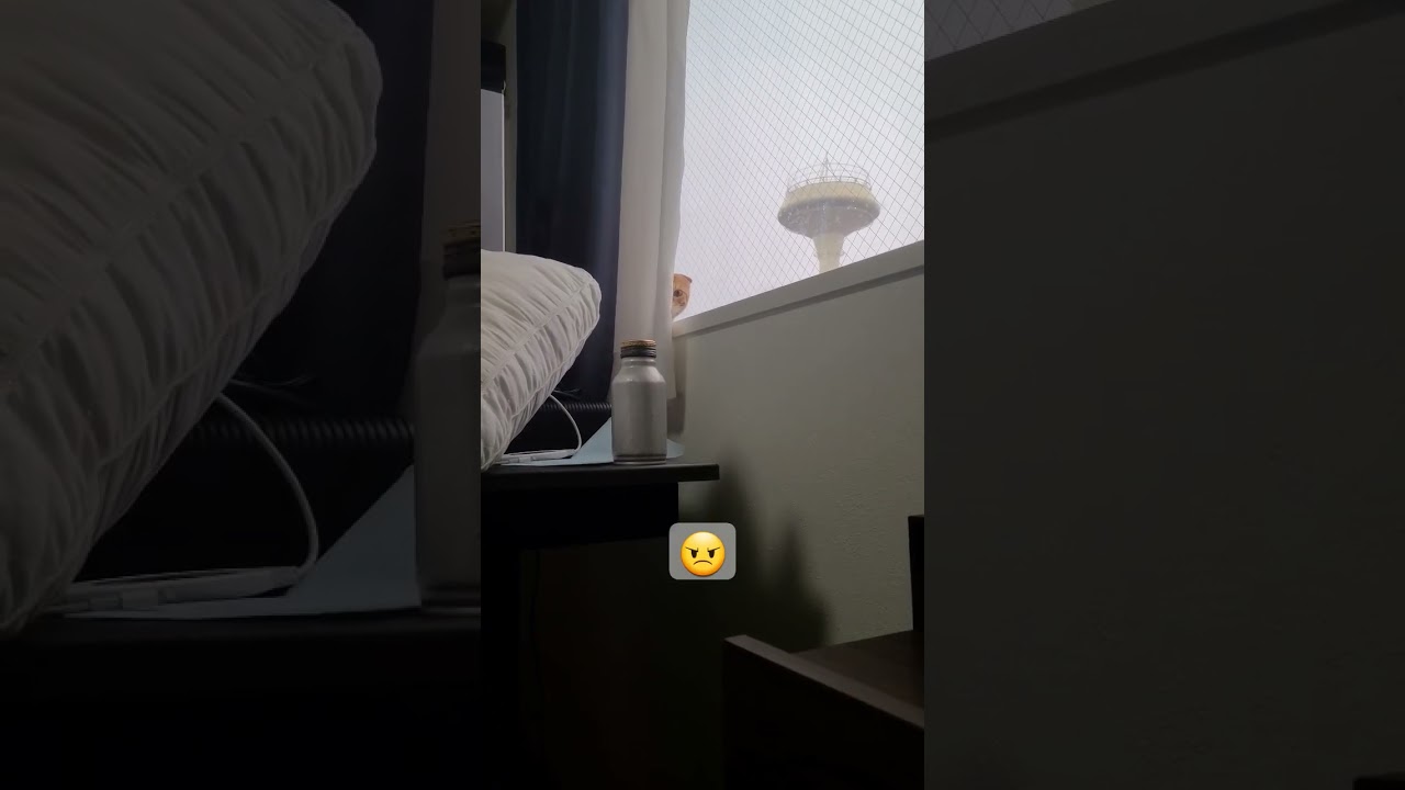 カメラまわしてたらブチ切れてきた【コモドンの観察日記】 #キンカロー #猫 #cat