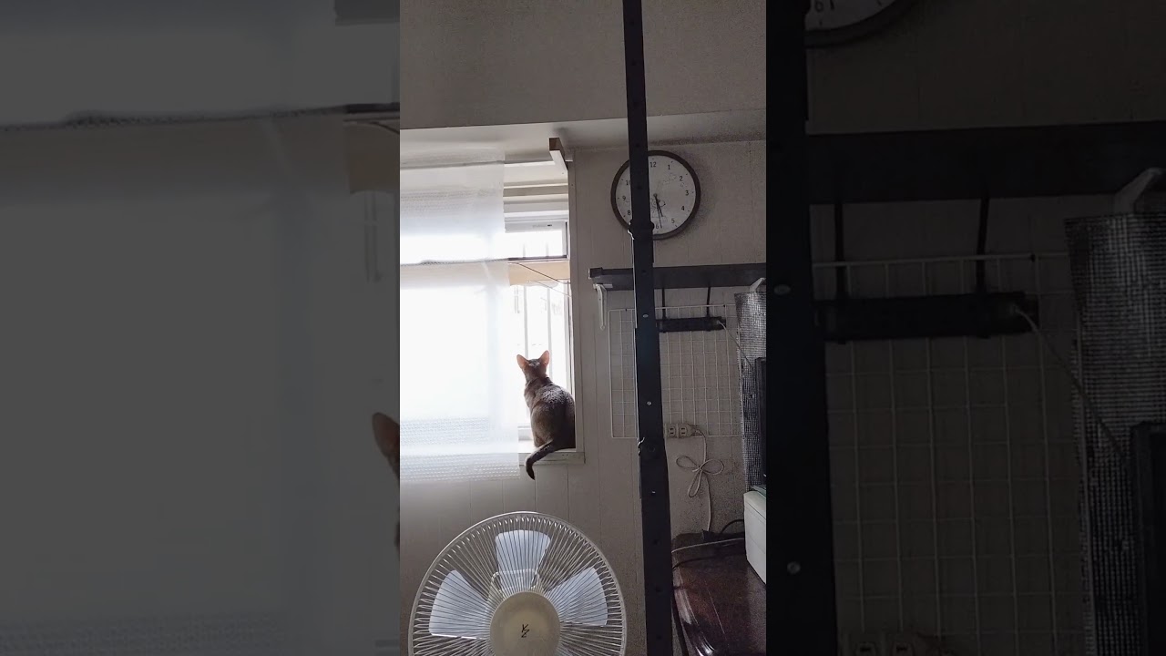 ネコ動画あび＃1735　#shorts　あびの毎日　アビシニアン　あび