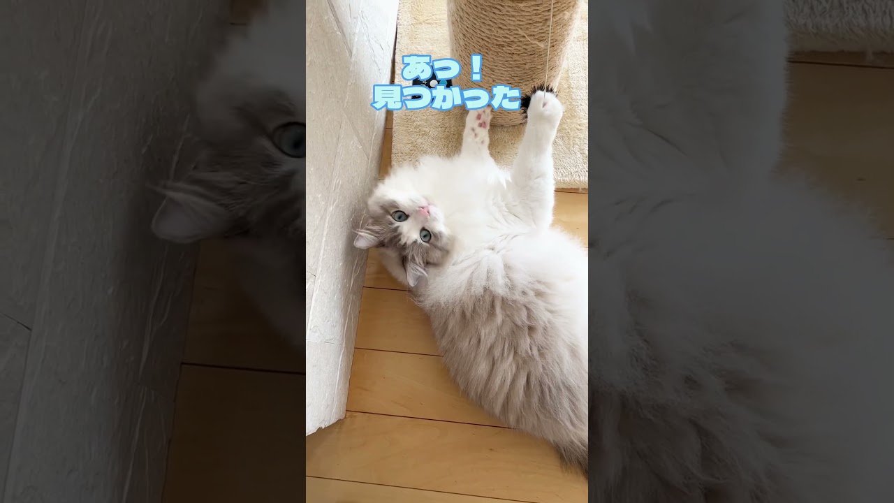 ラグドールのひとり遊び#ラグドール #猫 #ひとり遊び