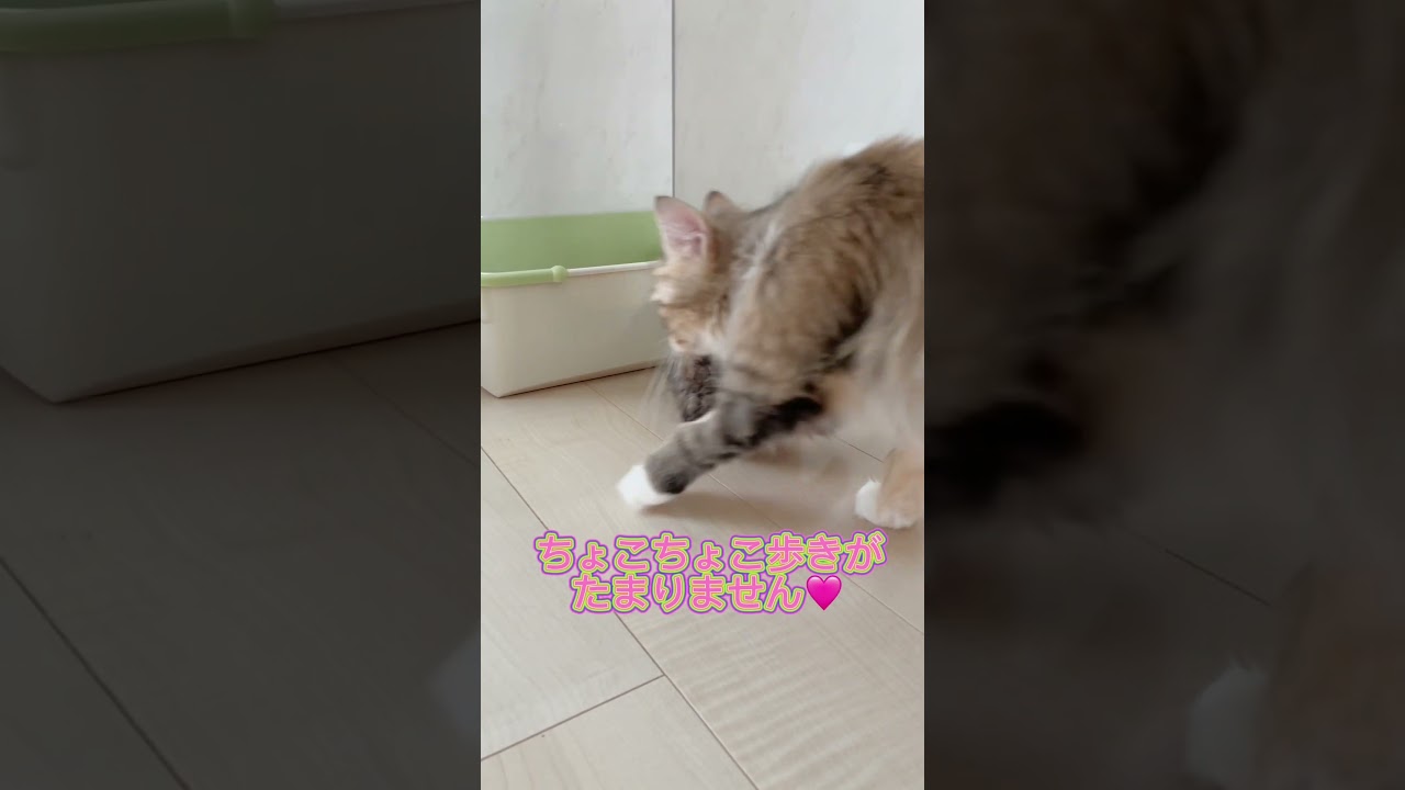 短足ミヌエットちゃん女の子🩷 【お問合せ詳細は説明欄に記載あります】 #猫 #マンチカン #ミヌエット #子猫販売 #猫のいる暮らし #猫動画 #ブリーダー直販 #ラパーマ #子猫 #スクーカム