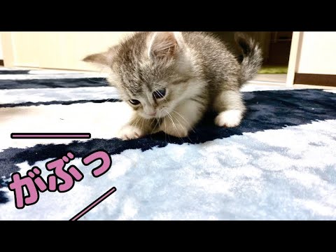カーペットを噛みちぎって怒られた子猫の反応が…【スコティッシュフォールド】