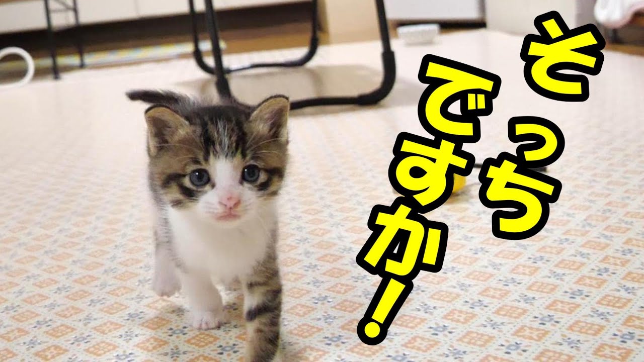 急げ！急げと！ミルク会場はそっちですか？【赤ちゃん猫　保護猫】