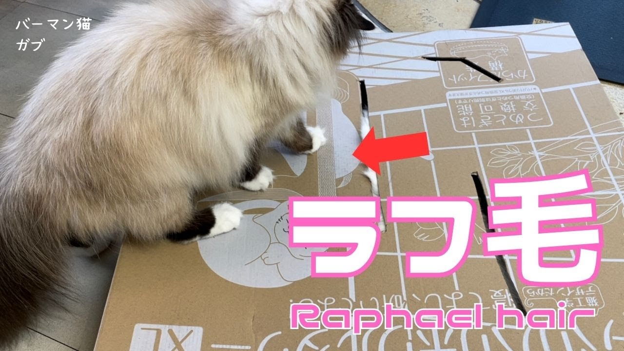 バーマン猫ガブとウリとラフ【ラフ毛】Raphael hair（バーマン猫）Birman/Cat