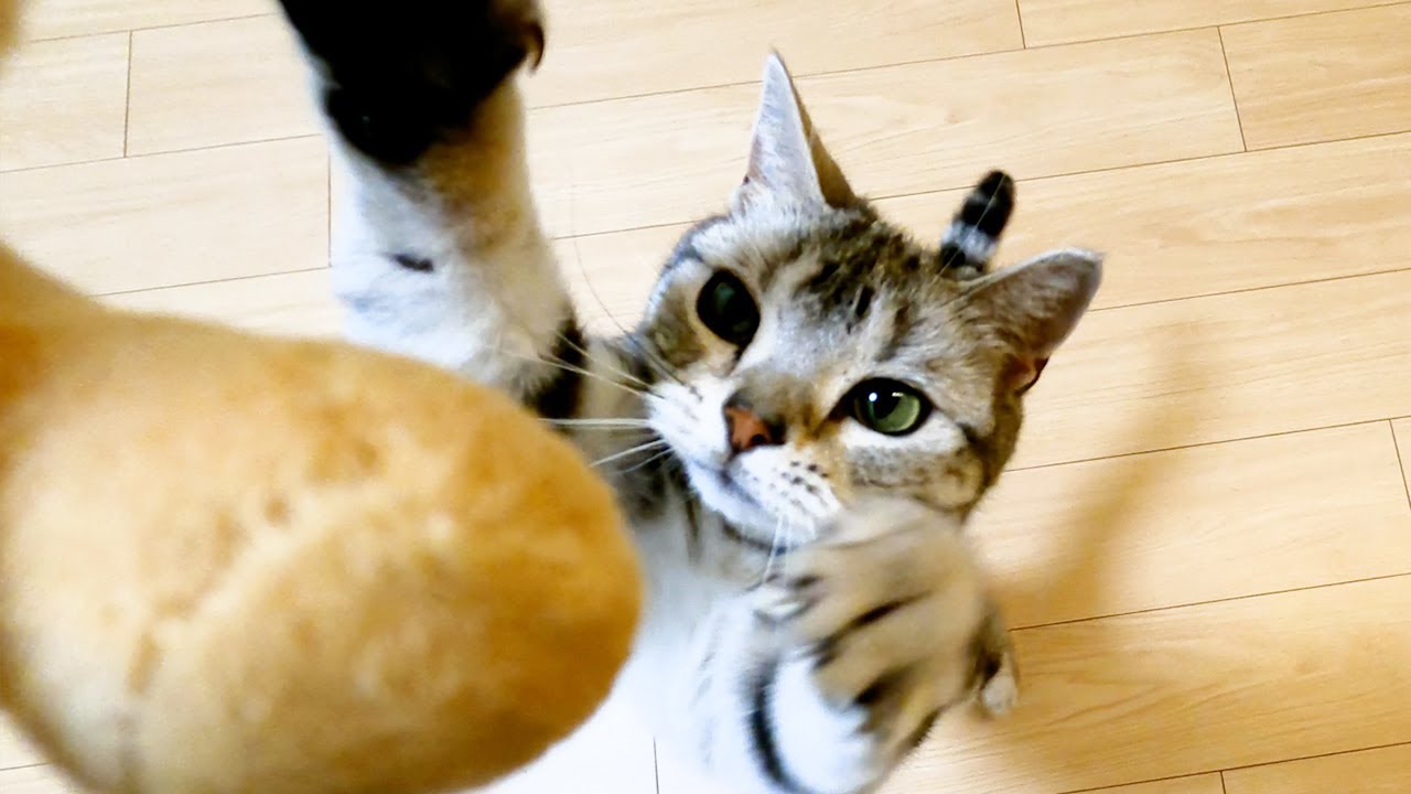 昔よく遊んでたぬいぐるみが今でも好きな猫【アメリカンショートヘアー】