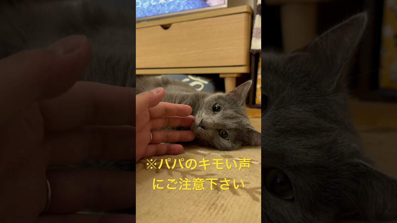 パパのキモい声にご注意下さい（ロシアンブルー）#shorts