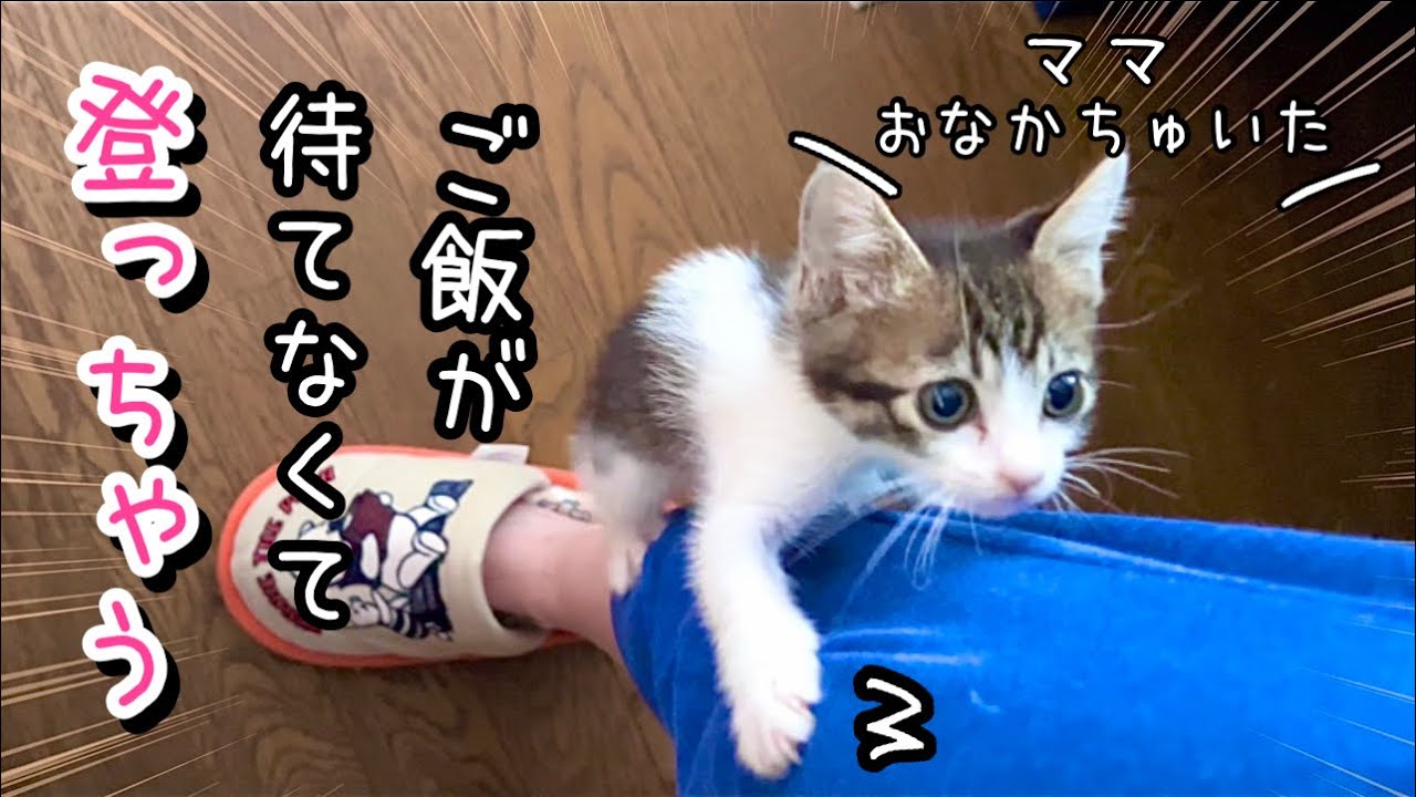【預かり保護猫】ご飯が待ちきれず何度も身体を登ってくる子猫がかわいすぎたwww