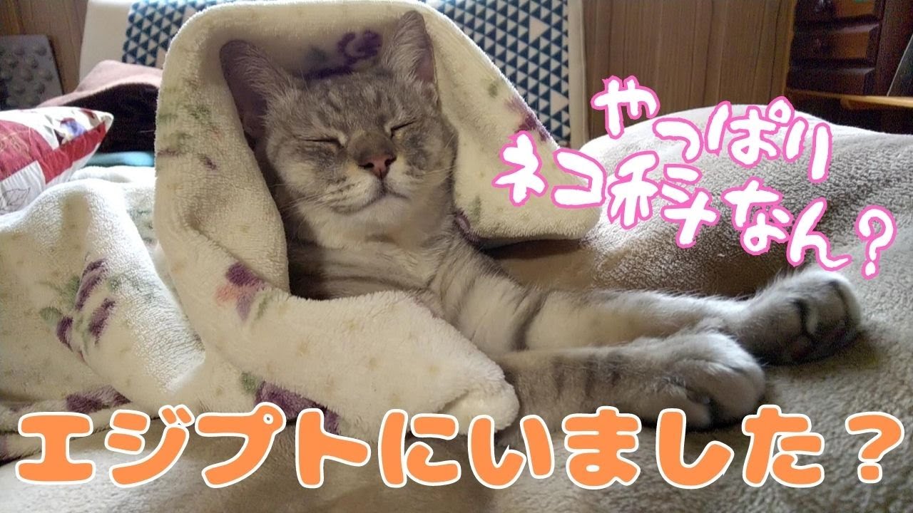 猫、スフィンクスから開きまで