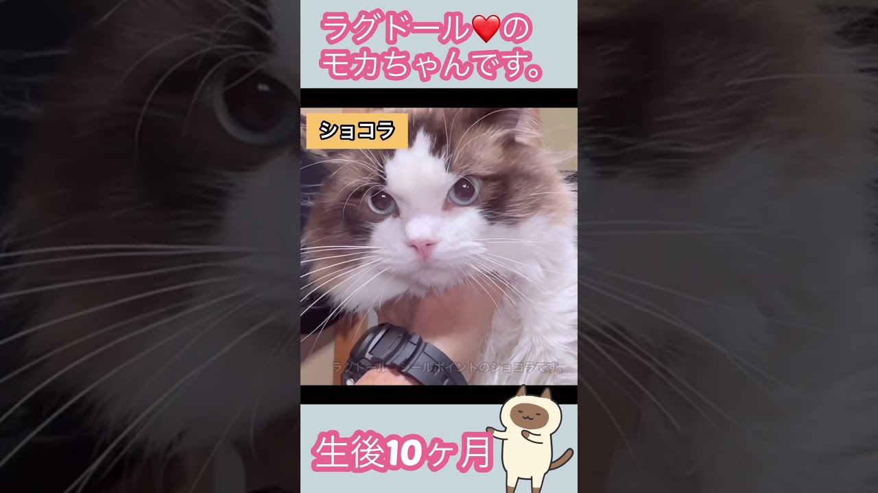 No.0543【ラグドールのモカちゃんです。】生後10ヶ月です。