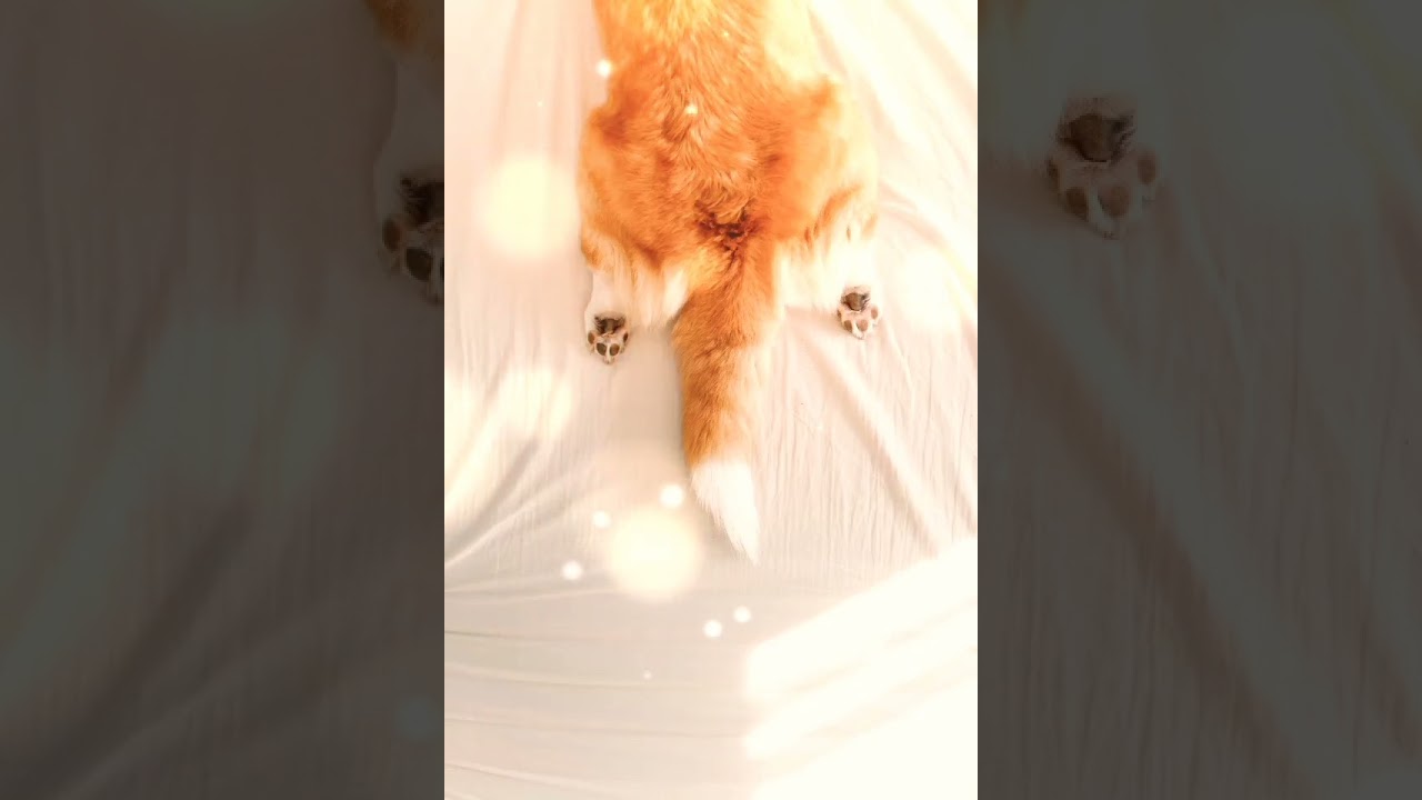 Beautiful Brown Cat 🐈 #shorts Daily Cat Video #viral