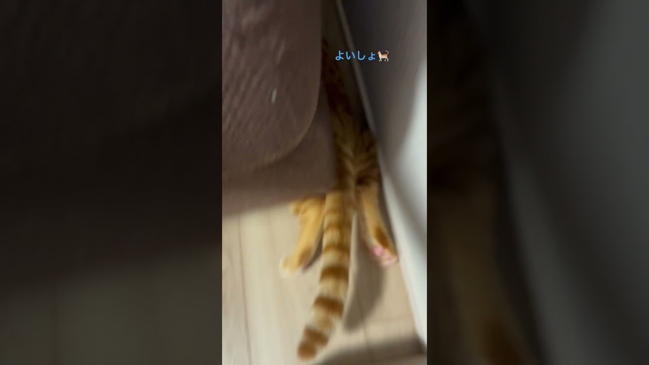 後ろ見えてますよ〜👩 #キンカロー #猫 #cat #子猫 #catlover #猫のいる暮らし #catlovers #catvideo #고양이 #catvideos