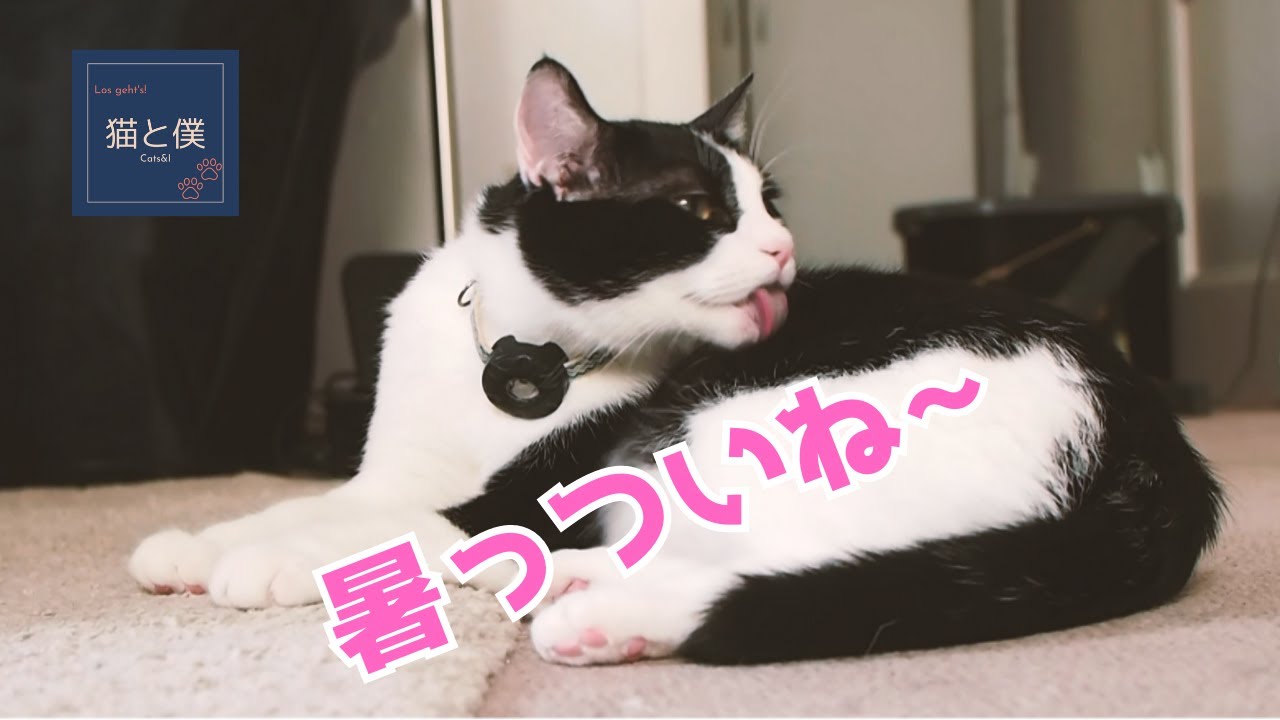 【海外で猫と暮らす】ドイツ生まれ、ドイツ育ちのやんちゃ猫、ココロの紹介動画
