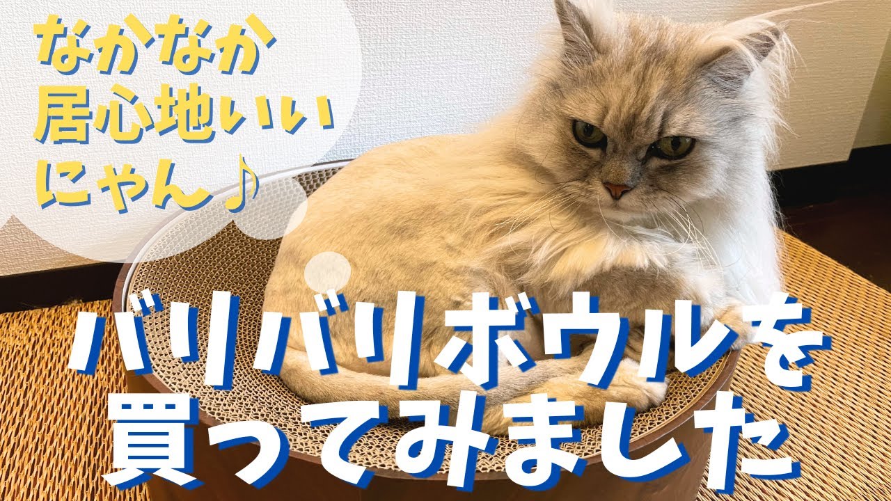 バリバリボウルを買ってみました | 猫 ラガマフィン