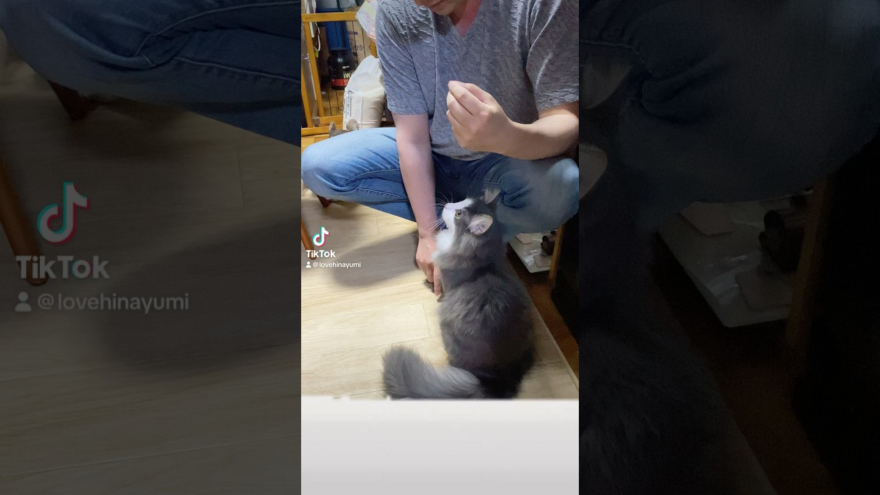 芸をする猫　#ノルウェージャンフォレストキャット#shorts#pets #ペット#Norwegian Forest Cat#cat#猫