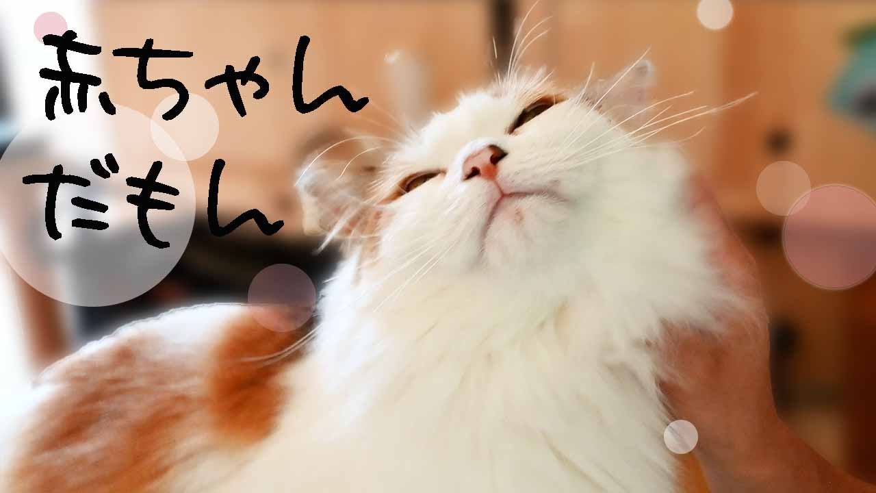 メインクーンが扉を開けてみんなご機嫌な毎日です。ふみふみはまだ子猫のままな末っ子サイベリアン